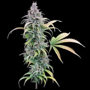 Thai Herer 99 Feminised Seeds-BGS-TH99-FEM
