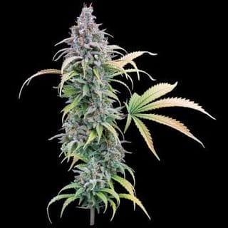 Thai Herer 99 Feminised Seeds-BGS-TH99-FEM