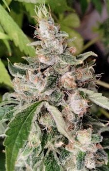 African Gas Feminised Seeds-ACE-AFGA-FEM
