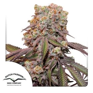 Candy Bubatz XL Auto Feminised Seeds-DP-CABU-AUTO-FEM