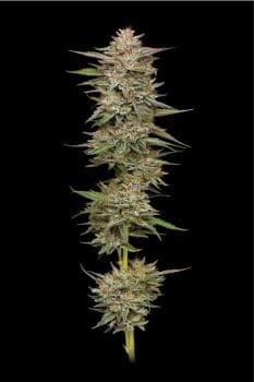 Banana OG Auto Feminised Seeds-HUMB-BAOG-AUTO-FEM