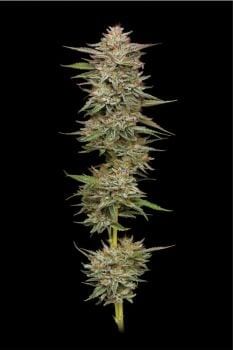 Banana OG Feminised Seeds-HUMB-BAOG-FEM