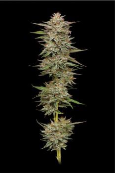 Banana OG Feminised Seeds-HUMB-BAOG-FEM