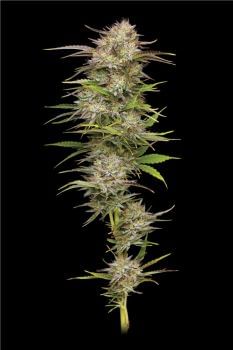 California Haze Feminised Seeds-HUMB-CAHA-FEM