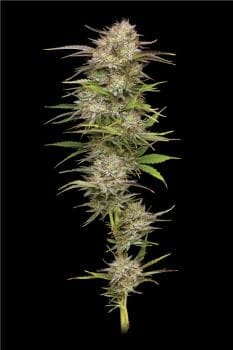 California Haze Feminised Seeds-HUMB-CAHA-FEM