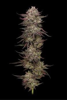 Chicken n' Wafflez Feminized Seeds-HUMB-CHWA-FEM