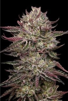 Chicken N Wafflez Clones-SMAN-CL-BCC-CHWA