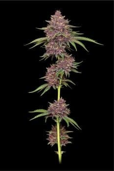 Purpz Feminised Seeds-HUMB-PURP-FEM