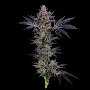 Gorilla Runtz Feminised Seeds-SMAN-GORU-FEM
