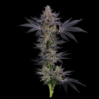 Gorilla Runtz Feminised Seeds-SMAN-GORU-FEM
