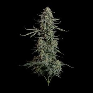 Blue Dream Auto Feminised Seeds-SMAN-BLDR-AUTO-FEM