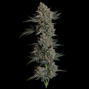 Gelato 41 BX Auto Feminised Seeds-SMAN-GE41BX-AUTO-FEM