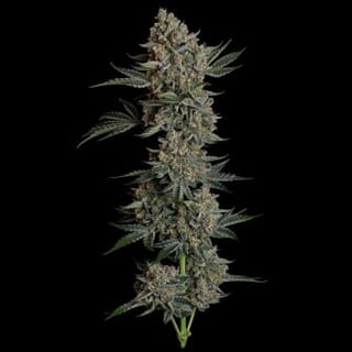 Gelato 41 BX Auto Feminised Seeds-SMAN-GE41BX-AUTO-FEM