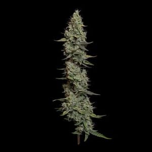 Wedding Cake Auto Feminised Seeds-SMAN-WECA-AUTO-FEM