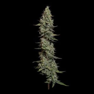 Wedding Cake Auto Feminised Seeds-SMAN-WECA-AUTO-FEM