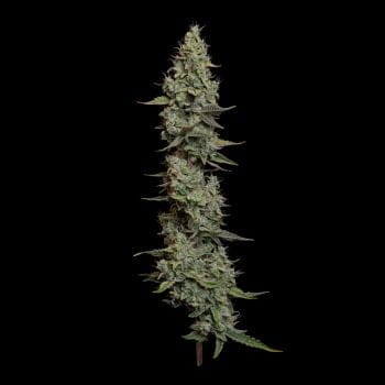 Wedding Cake Auto Feminized Seeds-SMAN-WECA-AUTO-FEM