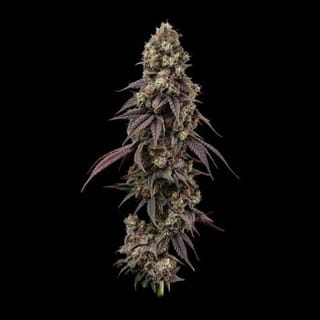 Ice Dream Cake Fast Feminised Seeds-SMAN-ICDC-FAST-FEM