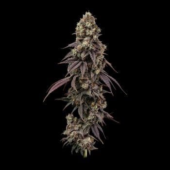 Ice Dream Cake Fast Feminized Seeds-SMAN-ICDC-FAST-FEM