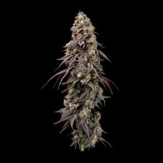 Jealousy Fast Feminised Seeds-SMAN-JEAL-FAST-FEM