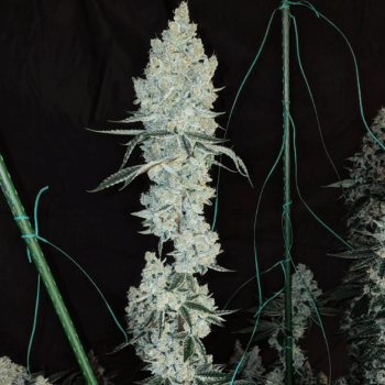 Lemon Cherry Pie R1 Feminised Seeds-ETHO-LCPR1-FEM