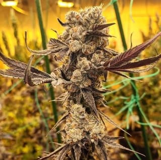 Dip N' Stax RBX1 Feminised Seeds-ETHO-DNSRBX1-FEM