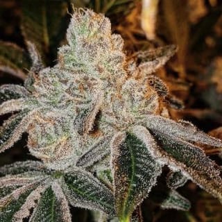 Johnny Dang R1 Feminised Seeds-ETHO-JDR1-FEM