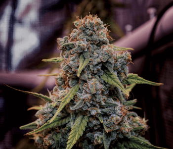 Genius Juice Feminised Seeds-BGS-GEJU-FEM