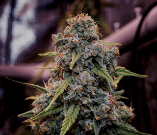 Genius Juice Feminised Seeds-BGS-GEJU-FEM