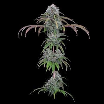 Ocifer Feminised Seeds-BGS-OCIF-FEM