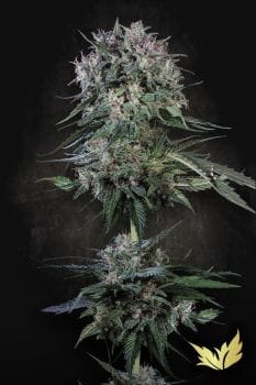 Doppler Feminised Seeds-PARA-DOPP-FEM