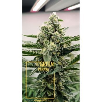 Green Papaya Feminised Seeds-SSSC-GRPA-FEM