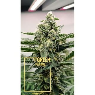 Green Papaya Feminised Seeds-SSSC-GRPA-FEM