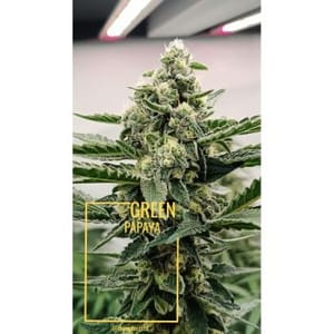 Green Papaya Feminised Seeds-SSSC-GRPA-FEM