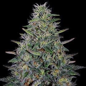 Cherry Pavlova Feminised Seeds-G13L-CHPA-FEM