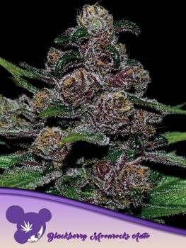 Blackberry Moonrocks Auto Feminized Seeds-ANES-BLMO-AUTO-FEM