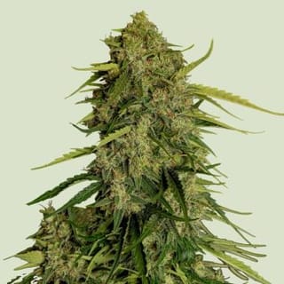 Atlas F1 Auto Feminised Seeds-RQS-ATLF1-AUTO-FEM