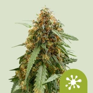Sticky Queen Auto Feminised Seeds-RQS-STQU-AUTO-FEM
