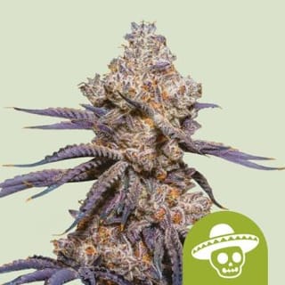 Mexican Rush Auto Feminised Seeds-RQS-MERU-AUTO-FEM