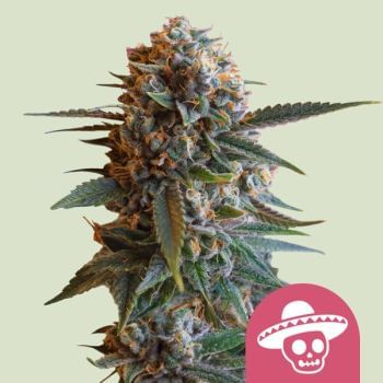 Mexican Rush Feminised Seeds-RQS-MERU-FEM