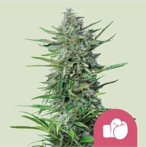 Purple Punch Feminised Seeds-RQS-PUPU-FEM
