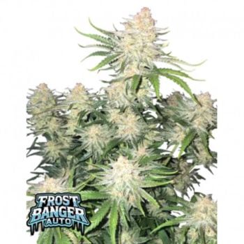 Frostbanger Auto Feminised Seeds-FB-FRBA-AUTO-FEM