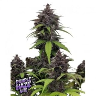Purple Haze Auto Feminised Seeds-FB-PUHA-AUTO-FEM