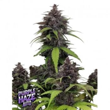 Purple Haze Auto Feminizované Semena-FB-PUHA-AUTO-FEM
