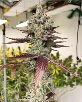 Bluenana Feminised Seeds-IHG-BLUN-FEM