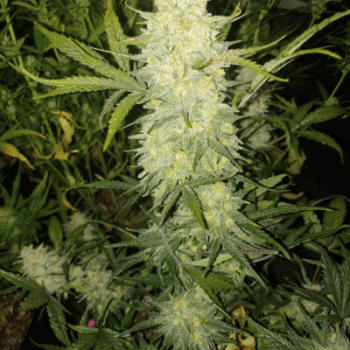 Bananacane Feminised Seeds-IHG-BACN-FEM