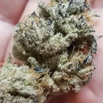 Banana Cake Feminised Seeds-IHG-BACA-FEM