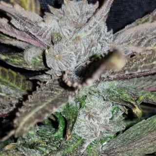 Black Cherry Punch Feminisiert Saatgut-IHG-BLCP-FEM