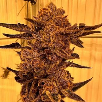 Black Cherry Flambe Feminised Seeds-IHG-BLCF-FEM