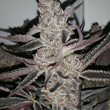 Crystal Cookies V2 Feminised Seeds-IHG-CRCOV2-FEM
