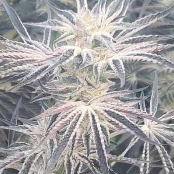 Deluxe Sugarcane Feminised Seeds-IHG-DESU-FEM